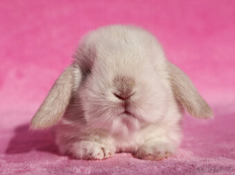 Zakrslí beránci NHD samečci . - 10