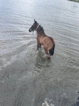 Welsh part bred - 10