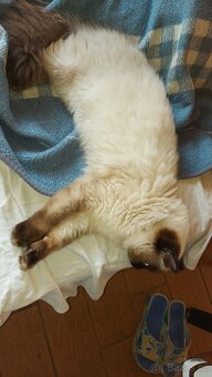 Ragdoll kocur na krytie - 10
