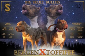 American Bully XL - 10