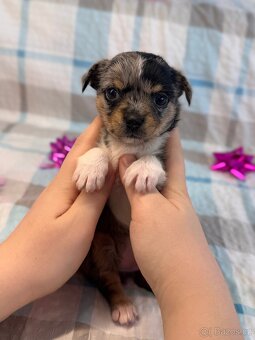 Hairless čivava - naháč - 10