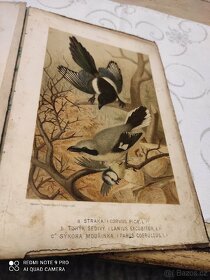 Kniha naši ptáci Dr. František Bayer r.1888 - 10