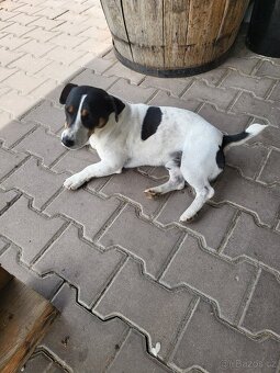 Jack russel teriér - 10