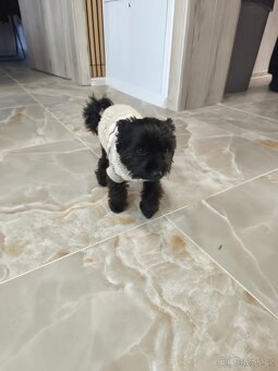 Black Yorkshire terrier - 10