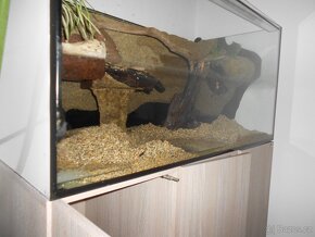 Želvárium - 10