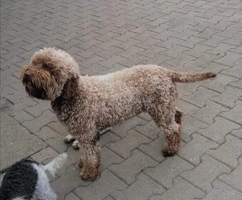Lagotto romagnolo s PP ( italský vodní pes ) - 10