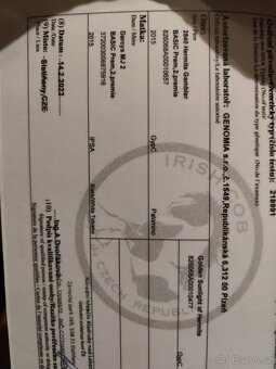 Irský Cob hřebec - 10