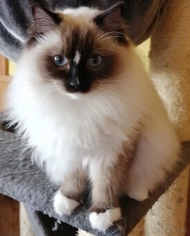 Ragdoll kocourek bez PP - 10