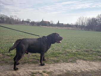 ICE K ADOPCI - hnědý x-labrador, akční parťák - 10