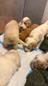 Goldendoodle - 10