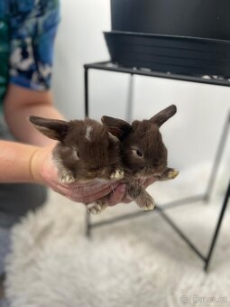 Nabízím miminka minilopů - 10