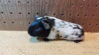 Morčata - morče dalmatin - 10