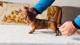 Jezevčík hladkosrstí trpasličí králičí s pp - 10