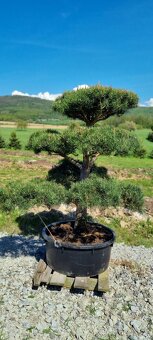 Tvarované borovice přímo od pěstitele. Velké bonsaje - 10