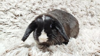 Zakrslý beránek, králíček, králík - LADY - 10