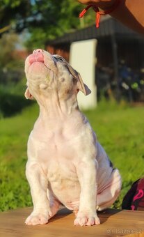 American Bully XL 🐾 - 10