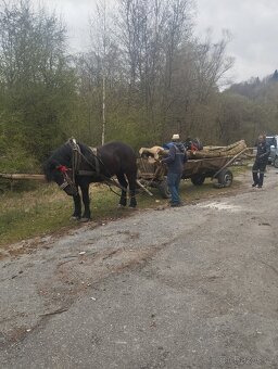 Predám kobylu - 10