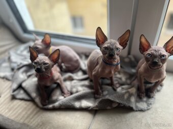Sphynx - 10