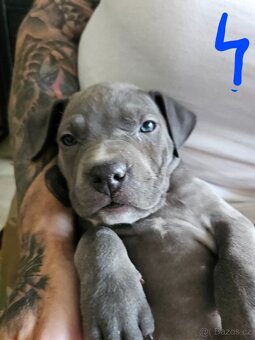 Štěňátka Pitbulla prodám - 10