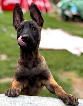 BELGICKÝ OVČÁK MALINOIS - 10