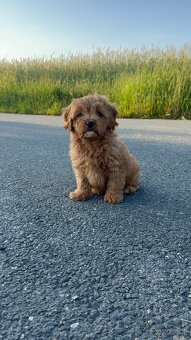 Cavapoo s registraci - 10