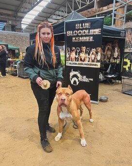 Krytí American Bully XL s PP - 10