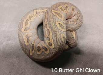 Krajta královská - 10