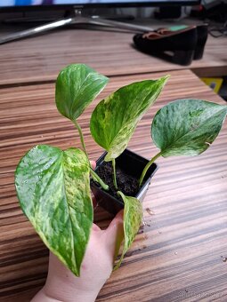 Sada rostlinek - 333 Kč/ 4 kusy - 10