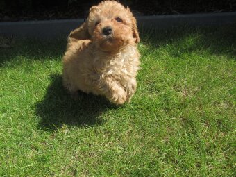 Maltipoo štěňátka - 10