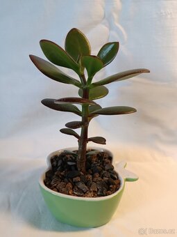 Tlustice - pokojové rostliny včetně květináčů - 10