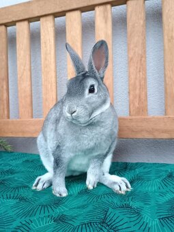 Zakrslý Rexík činčilový s PP - 10