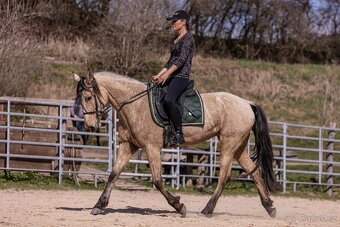 Lusitano klisna - 10
