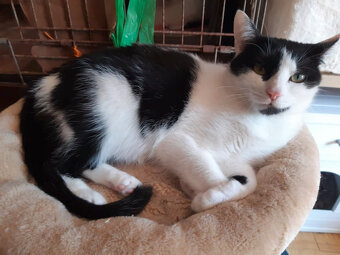 Krásná Rozárka hledá domov pro sebe a svou mámu - 10