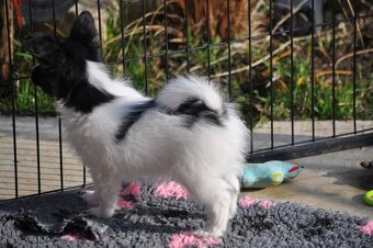Fenka papillon - 10