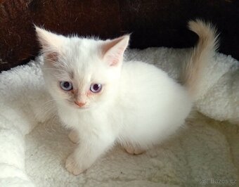 Britský kocourek colorpoint s PP - 10