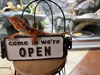 Agama vousatá mláďata k prodeji - 10