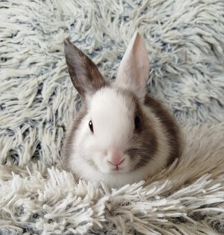 Zakrslý králík - 10