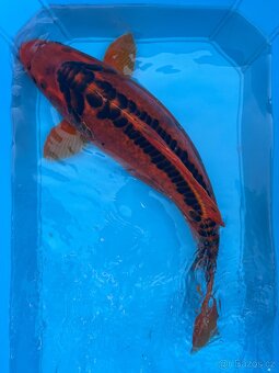 Koi kapři - 10