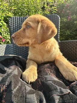 štěňata labrador a – připravena k odběru - 10