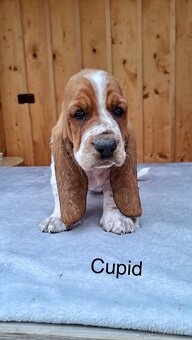Bassethound s PP - 10