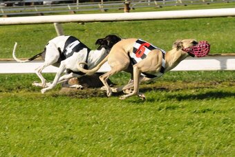 Whippet (vipet) štěňata k zadání - 10