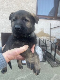 Německý ovčák - 10