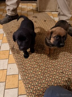 Štěňata REZERVACE - 10