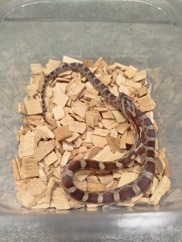 Užovky červené 8/25 classic a diffused - 10