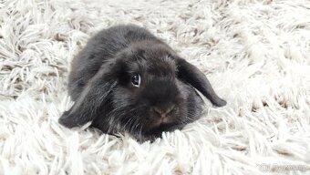 Zakrslý beránek, králíček, králík - BRUNO - 10