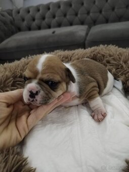 Francouzský buldoček - 10