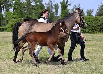 Klisna ,pony,WPBr - 10