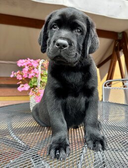 IHNED K ODBĚRU Labradorský Retriever s PP - 10