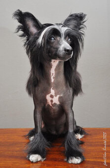 Čínský chocholatý pes osrstěný (labutěnka) pejsek s PP - 10