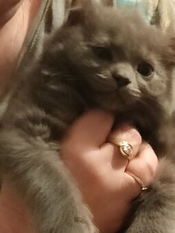 Prodej Britských kotatek - 10